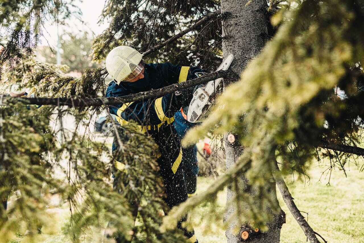 Best Professional Tree Care  in Anaconda, MT